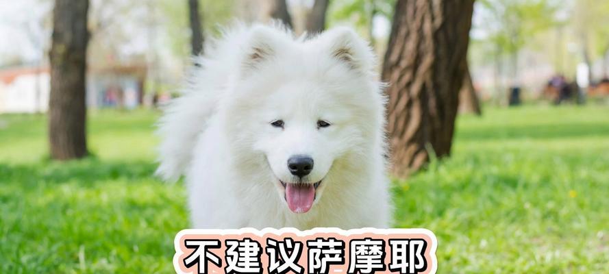 狗为何不能吃人？｜深度解析狗与人类的亲密关系(图3)