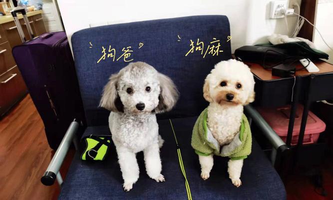 狗怀孕40天饮食搭配指南｜科学营养助力健康成长(图1)