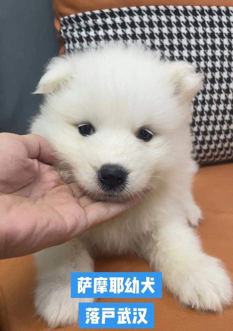 萨摩耶幼犬疫苗接种指南｜全生命周期免疫计划(图2)