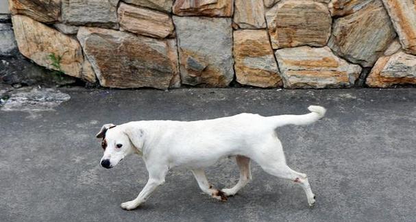 短尾狗的独特魅力与饲养指南|全面解析短尾犬的秘密(图2) 短尾狗的独特魅力与饲养指南|全面解析短尾犬的秘密(图2)