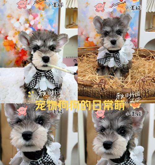 短尾狗的独特魅力与饲养指南|全面解析短尾犬的秘密(图1) 短尾狗的独特魅力与饲养指南|全面解析短尾犬的秘密(图1)