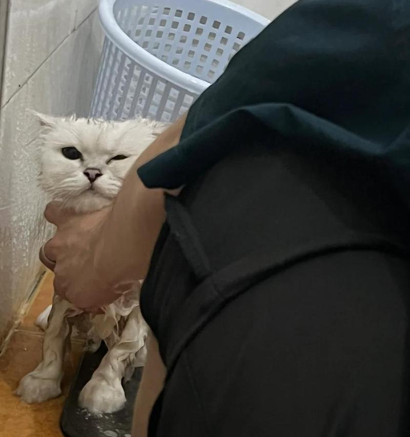 小猫拉稀的常见原因与治疗全攻略|宠物健康必备知识(图3) 小猫拉稀的常见原因与治疗全攻略|宠物健康必备知识(图3)