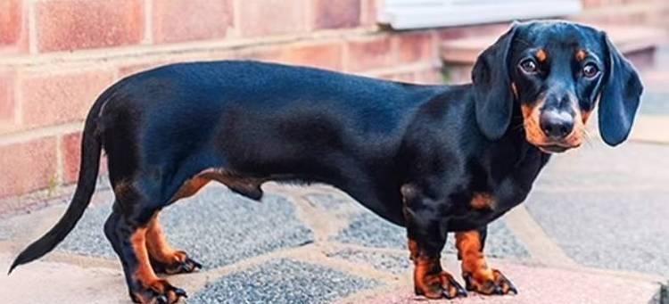 短尾狗的独特魅力与饲养指南|全面解析短尾犬的秘密(图3) 短尾狗的独特魅力与饲养指南|全面解析短尾犬的秘密(图3)