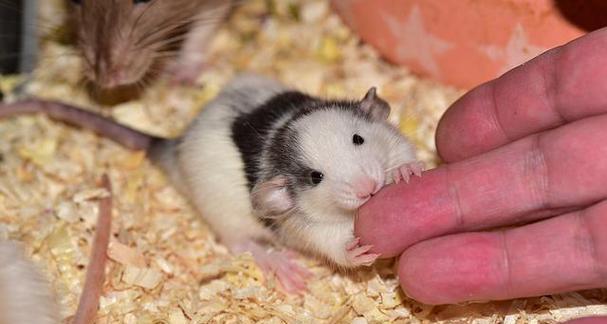 仓鼠咬同伴原因全攻略｜行为解读与预防指南(图3)