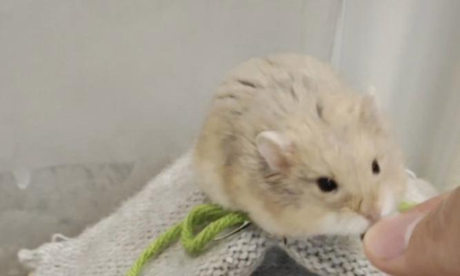 仓鼠咬同伴原因全攻略｜行为解读与预防指南(图2)