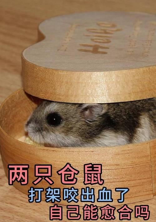 仓鼠咬同伴原因全攻略｜行为解读与预防指南(图1)