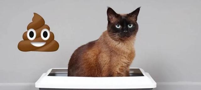 小猫排泄物臭味原因及解决方法｜实用指南(图2)