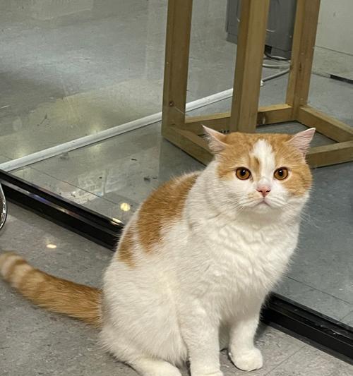 小猫排泄物臭味原因及解决方法｜实用指南(图3)