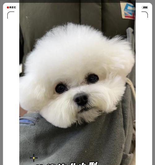 比熊体型多样之美｜全面了解其特点与变化(图1)