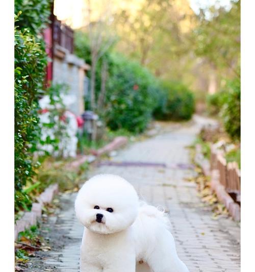 比熊体型多样之美｜全面了解其特点与变化(图2)