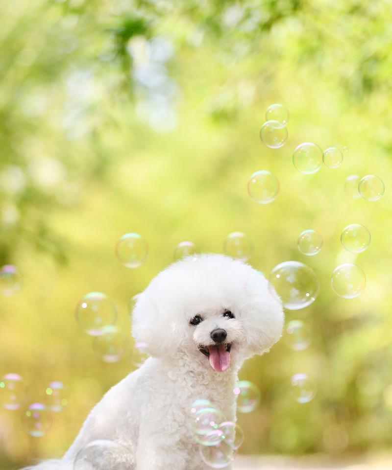 比熊体型多样之美｜全面了解其特点与变化(图3)