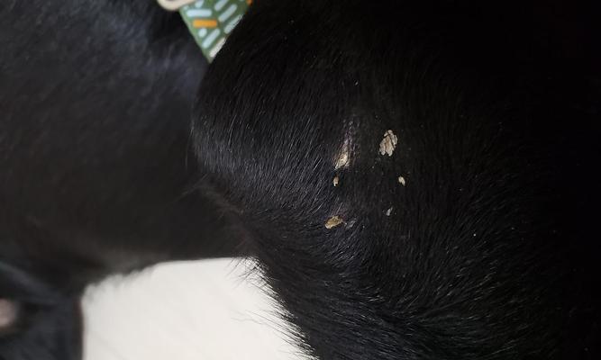 狗狗头皮屑成因及解决方法|实用指南(图2) 狗狗头皮屑成因及解决方法|实用指南(图2)