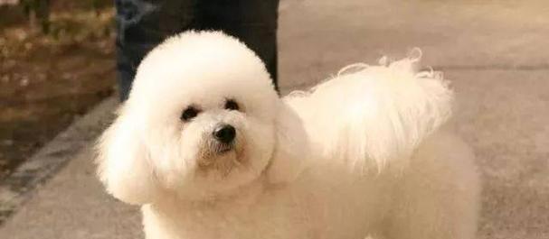 如何选择适合家庭的狗狗品种|宠物伴侣全攻略(图1) 如何选择适合家庭的狗狗品种|宠物伴侣全攻略(图1)