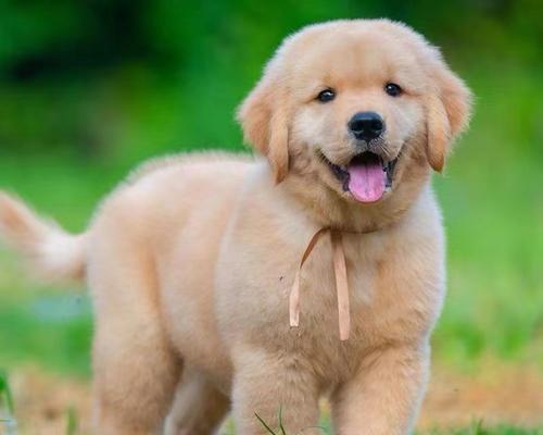 如何选择适合家庭的狗狗品种|宠物伴侣全攻略(图2) 如何选择适合家庭的狗狗品种|宠物伴侣全攻略(图2)