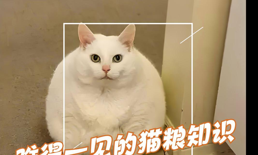 猫咪日常饮食需求全攻略｜科学喂养关键要点