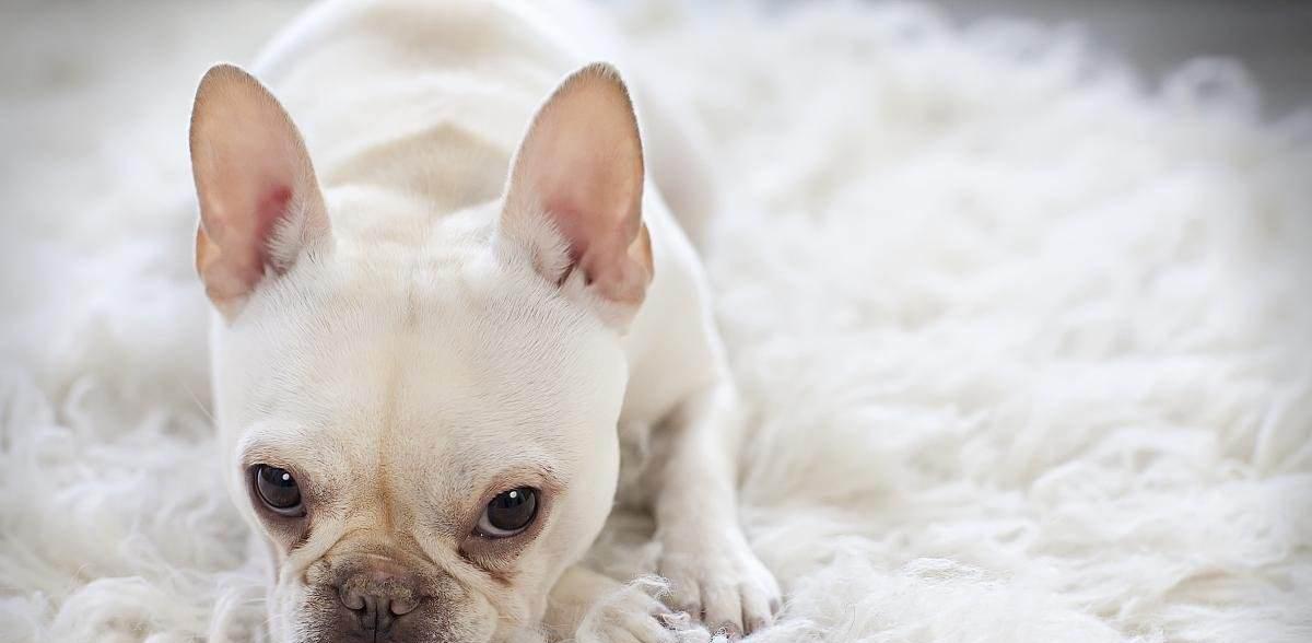 如何选择适合家庭的狗狗品种|宠物伴侣全攻略(图3) 如何选择适合家庭的狗狗品种|宠物伴侣全攻略(图3)