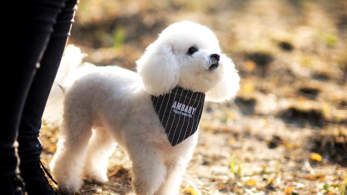 狗狗头皮屑成因及解决方法|实用指南(图1) 狗狗头皮屑成因及解决方法|实用指南(图1)