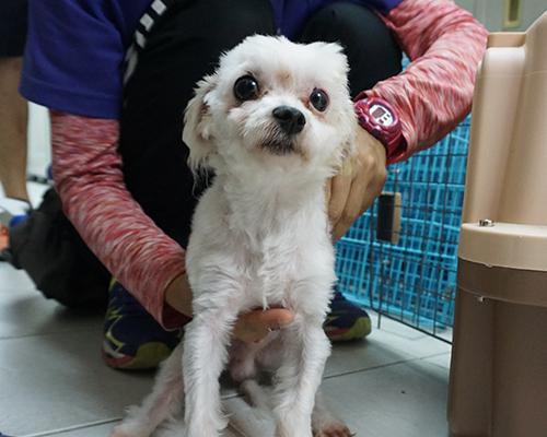 狗晶片实用指南|智能科技为宠物提供安全保障(图2) 狗晶片实用指南|智能科技为宠物提供安全保障(图2)