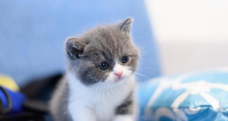 如何照顾幼猫的基本需求|宠物养护实用指南(图3) 如何照顾幼猫的基本需求|宠物养护实用指南(图3)