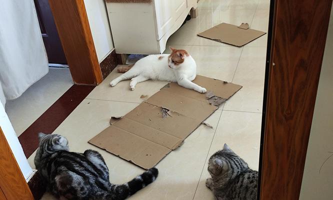 如何照顾幼猫的基本需求|宠物养护实用指南(图1) 如何照顾幼猫的基本需求|宠物养护实用指南(图1)