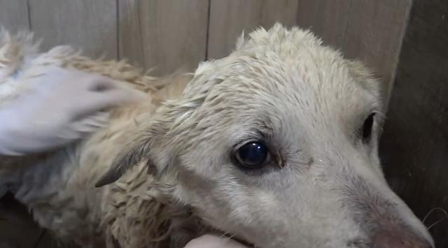 狗晶片实用指南|智能科技为宠物提供安全保障(图1) 狗晶片实用指南|智能科技为宠物提供安全保障(图1)