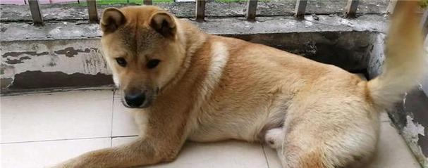 狗狗怕热的原因与防护指南｜夏季养犬必备知识(图2)