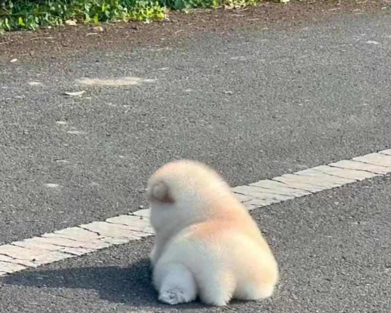 狗狗怕热的原因与防护指南｜夏季养犬必备知识(图3)