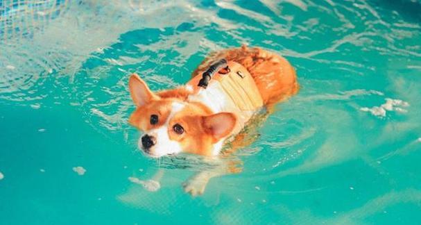 狗狗怕热的原因与防护指南｜夏季养犬必备知识