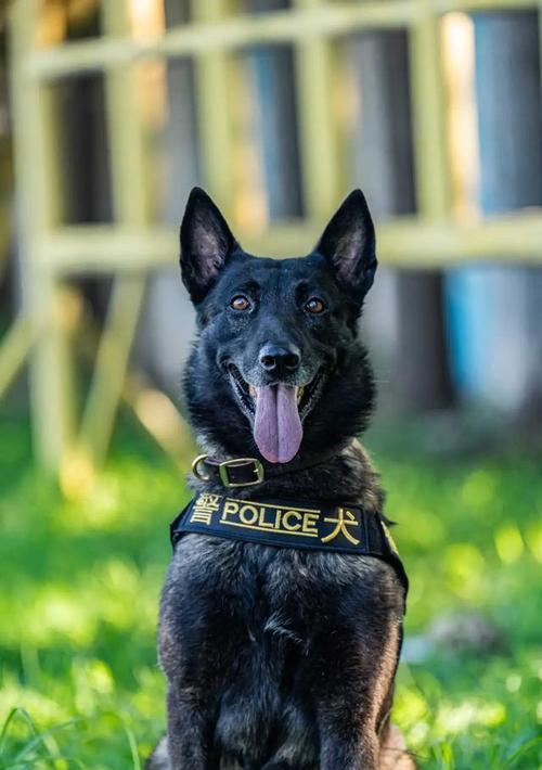 世界各地警犬大揭秘｜全球警犬训练与任务全攻略(图3)