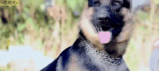 世界各地警犬大揭秘｜全球警犬训练与任务全攻略