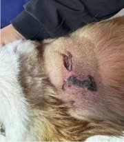 犬咬伤感染治疗｜海泊舒保守疗法实用指南(图1)