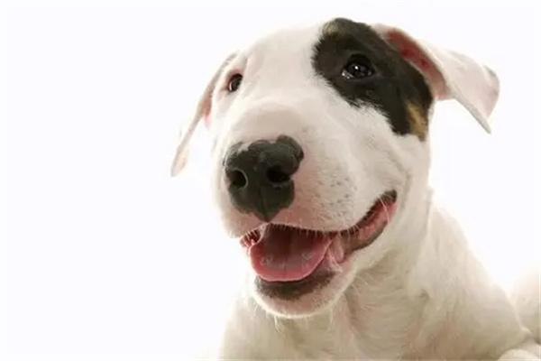 小狗怀孕的症状 狗狗怀孕特征全攻略|识别与护理关键要点(图2)