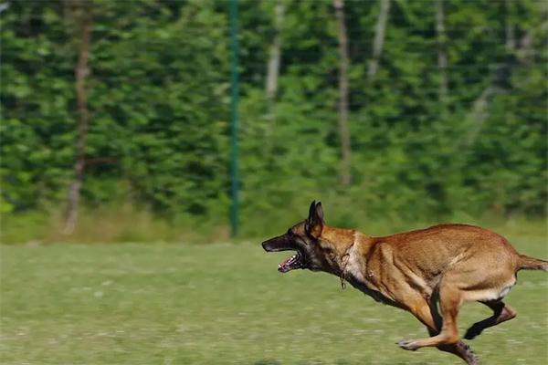 马犬的优点和缺点 马犬优点和缺点全攻略|适合养狗人群分析(图2)