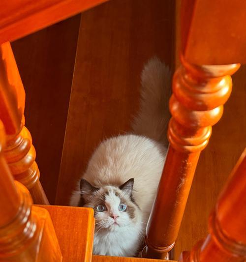 猫皮屑多吃什么食物好｜解决猫皮屑问题的饮食调整全攻略(图2)