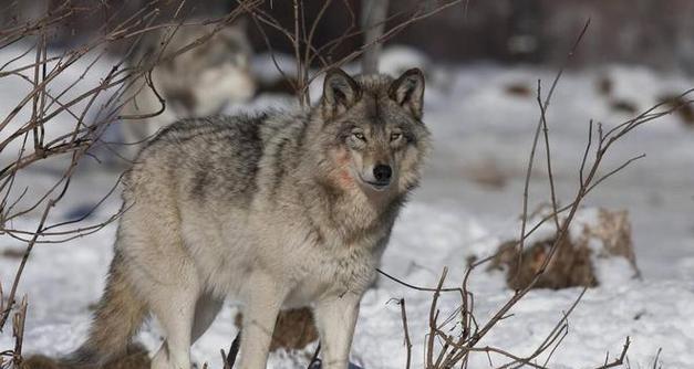 狼狗好养的原因｜宠物养护核心技巧