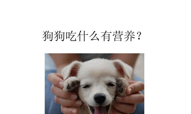 小狗饮食全攻略｜科学喂养关键要点(图1)