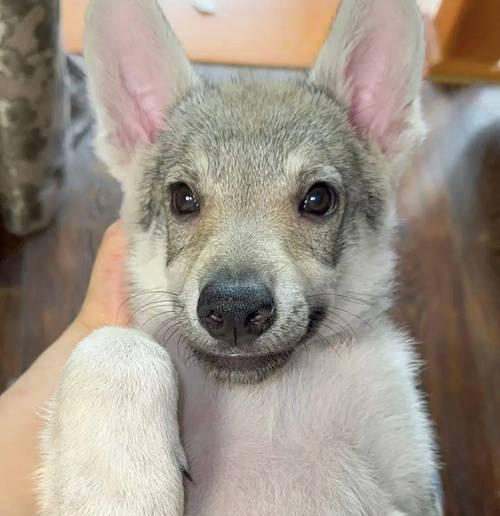 狼狗好养的原因｜宠物养护核心技巧(图3)