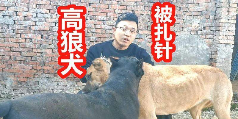 狼狗好养的原因｜宠物养护核心技巧(图2)