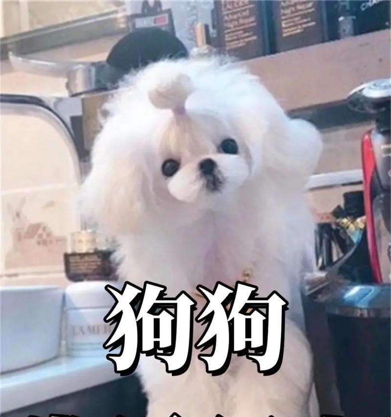 解决狗狗行为问题的实用指南｜训练技巧全攻略(图1)