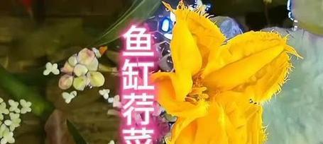 草金适宜水质条件全攻略|打造健康水生环境(图3) 草金适宜水质条件全攻略|打造健康水生环境(图3)