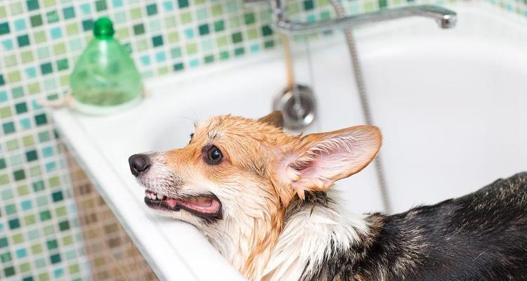 柯基犬洗澡全攻略｜选择合适洗澡水和注意事项(图2)