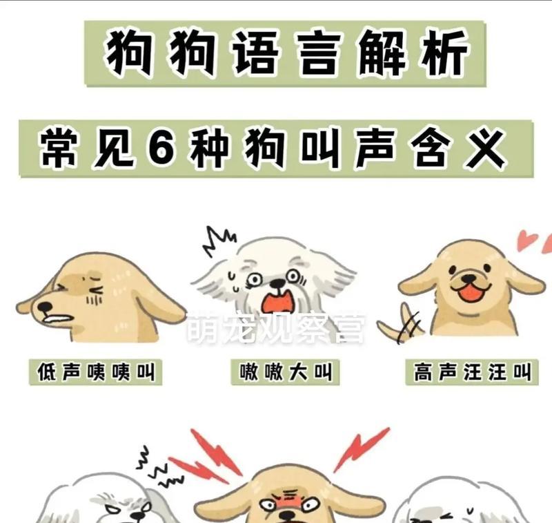 解决狗狗行为问题的实用指南｜训练技巧全攻略(图2)