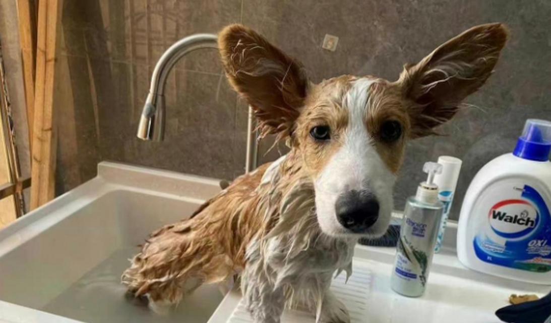 柯基犬洗澡全攻略｜选择合适洗澡水和注意事项(图3)