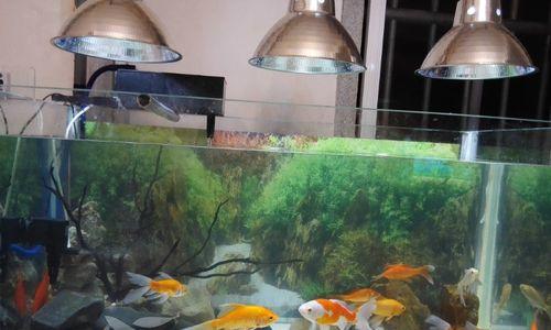 草金适宜水质条件全攻略|打造健康水生环境(图2) 草金适宜水质条件全攻略|打造健康水生环境(图2)