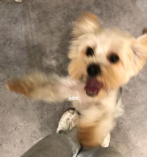 小狗洗澡后兴奋原因全攻略｜揭秘洗完澡的快乐秘密