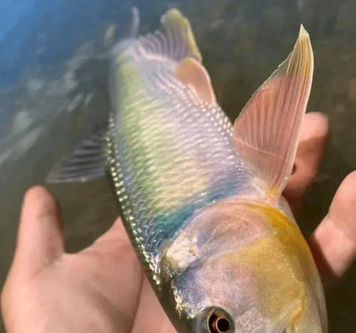 金鱼养殖水质管理全攻略｜保持水族箱清澈如镜(图3)