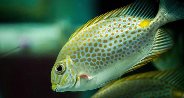 金鱼养殖水质管理全攻略｜保持水族箱清澈如镜(图1)