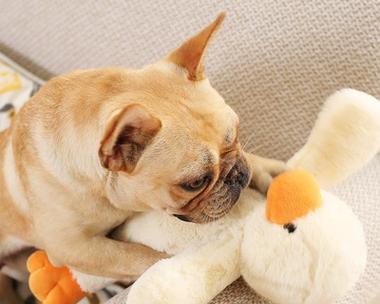 狗狗适合与哪些小宠物｜最佳伙伴选择全攻略(图1)