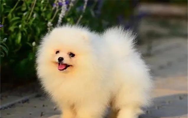 狗狗适合与哪些小宠物｜最佳伙伴选择全攻略(图2)