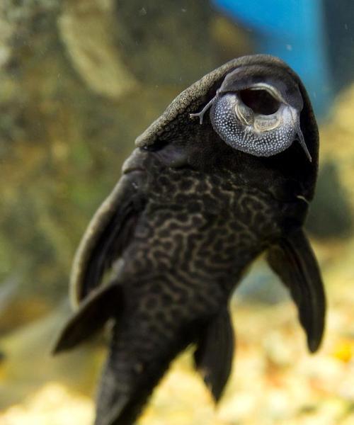 吊类饲养中适宜的藻类饲料选择|实用指南(图2) 吊类饲养中适宜的藻类饲料选择|实用指南(图2)